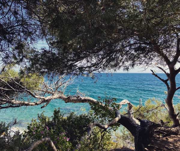 Mediteranean sea behind tree